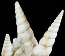 Fossil Gastropod (Haustator) Cluster - Damery, France #62517-1